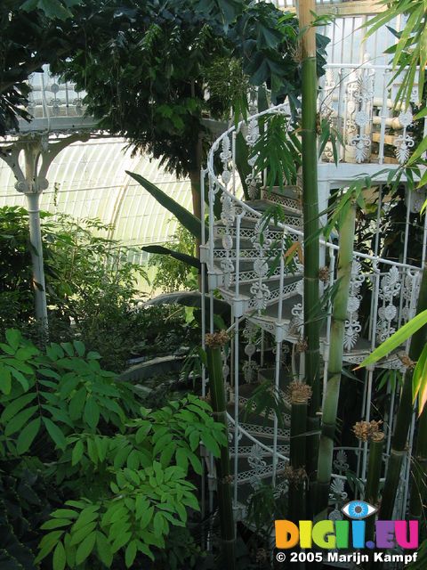 15377 Spiral staircase and bamboo